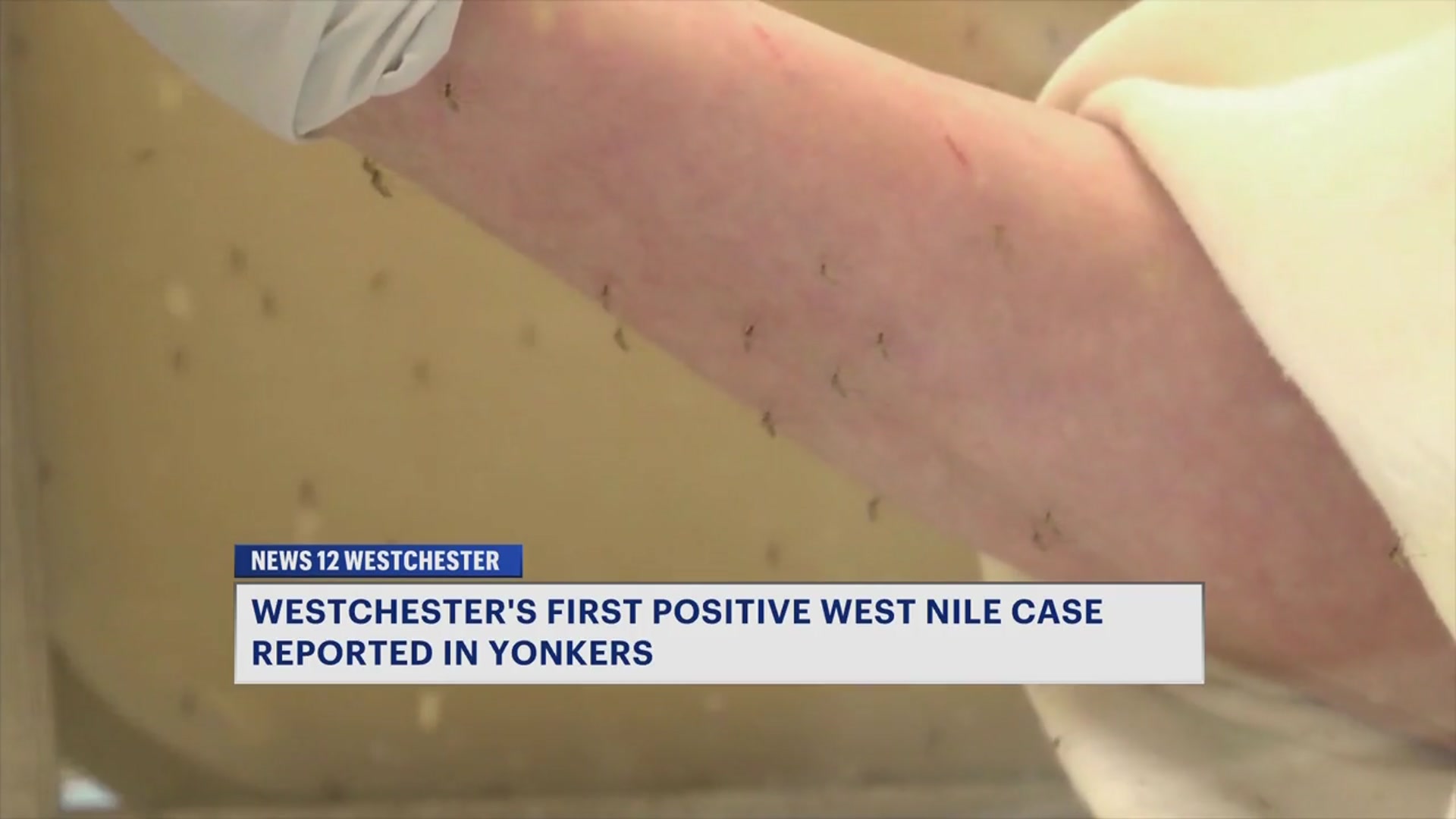 Video thumbnail for Westchester reports season's first West Nile case