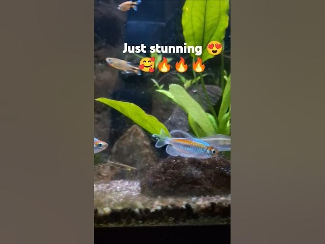 Video thumbnail for Just stunning & beautiful Congo Tetras in the morning. I love how they just color up. #congotetras