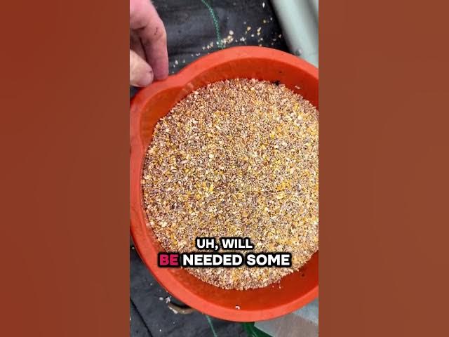 Video thumbnail for 🎥 ✅ 🐦 Feeding the Birds in Winter ❄️ | Helping Wildlife Through the Cold Months