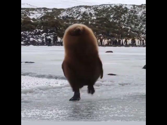 Video thumbnail for This Penguin's off on important business.