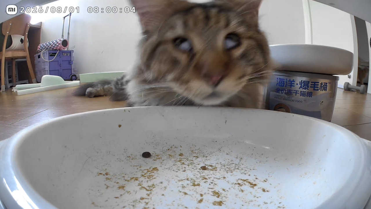 Video thumbnail for Sleepy Kitten Wakes Up to Automatic Feeder