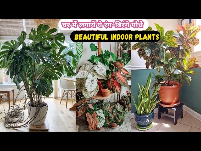 Video thumbnail for खूबसूरत पत्तियों बाले बेहतरीन Indoor Plants | Best Foliage Plants with Colorful Leaves In Hindi