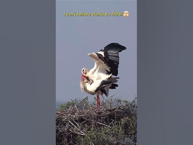 Video thumbnail for This Is How Storks Actually Mate! 😱🦅 #shorts