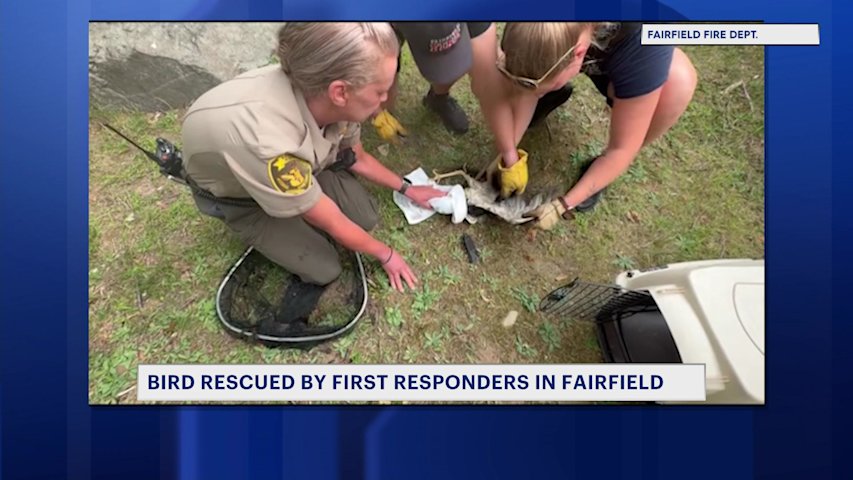 Video thumbnail for Bird rescued by first responders in Fairfield