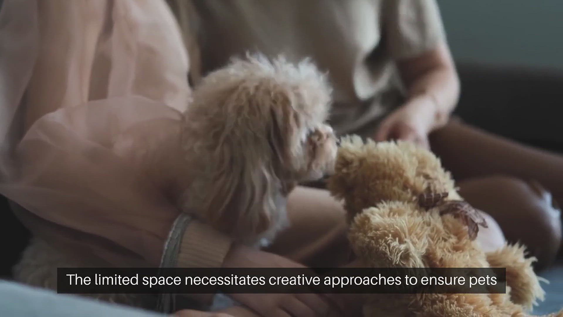 Video thumbnail for Training Pets in Small Apartments