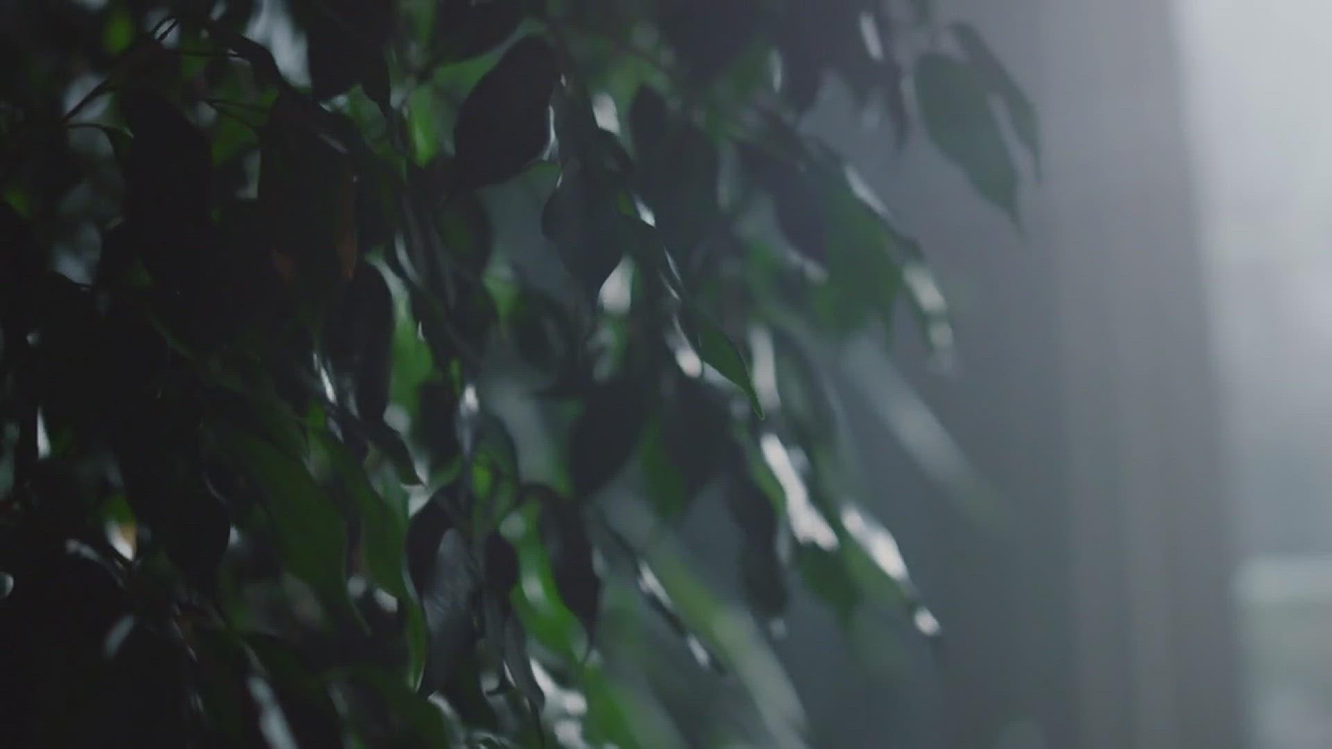 'Video thumbnail for How to Grow Croton in the House'