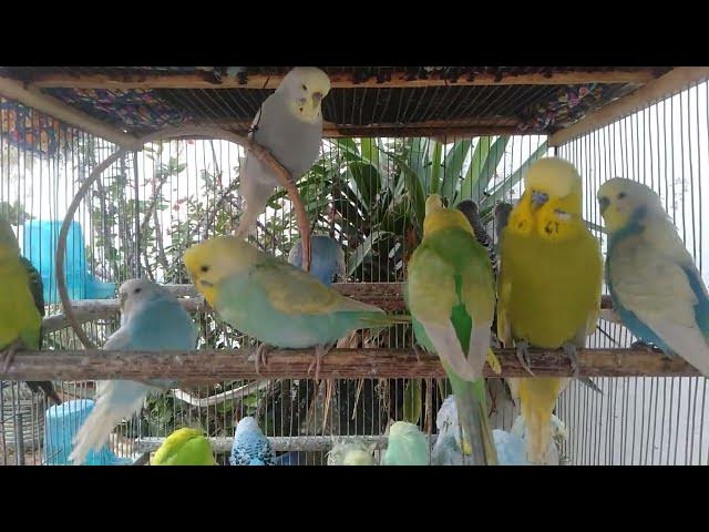 Video thumbnail for 🌞 “Manhã de paz – desperte com sons naturais e energia leve ☀️”