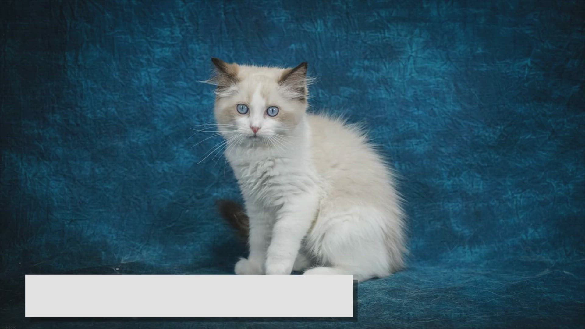 'Video thumbnail for Guide to Ragdoll Cat Shedding: How I Manage Fur'