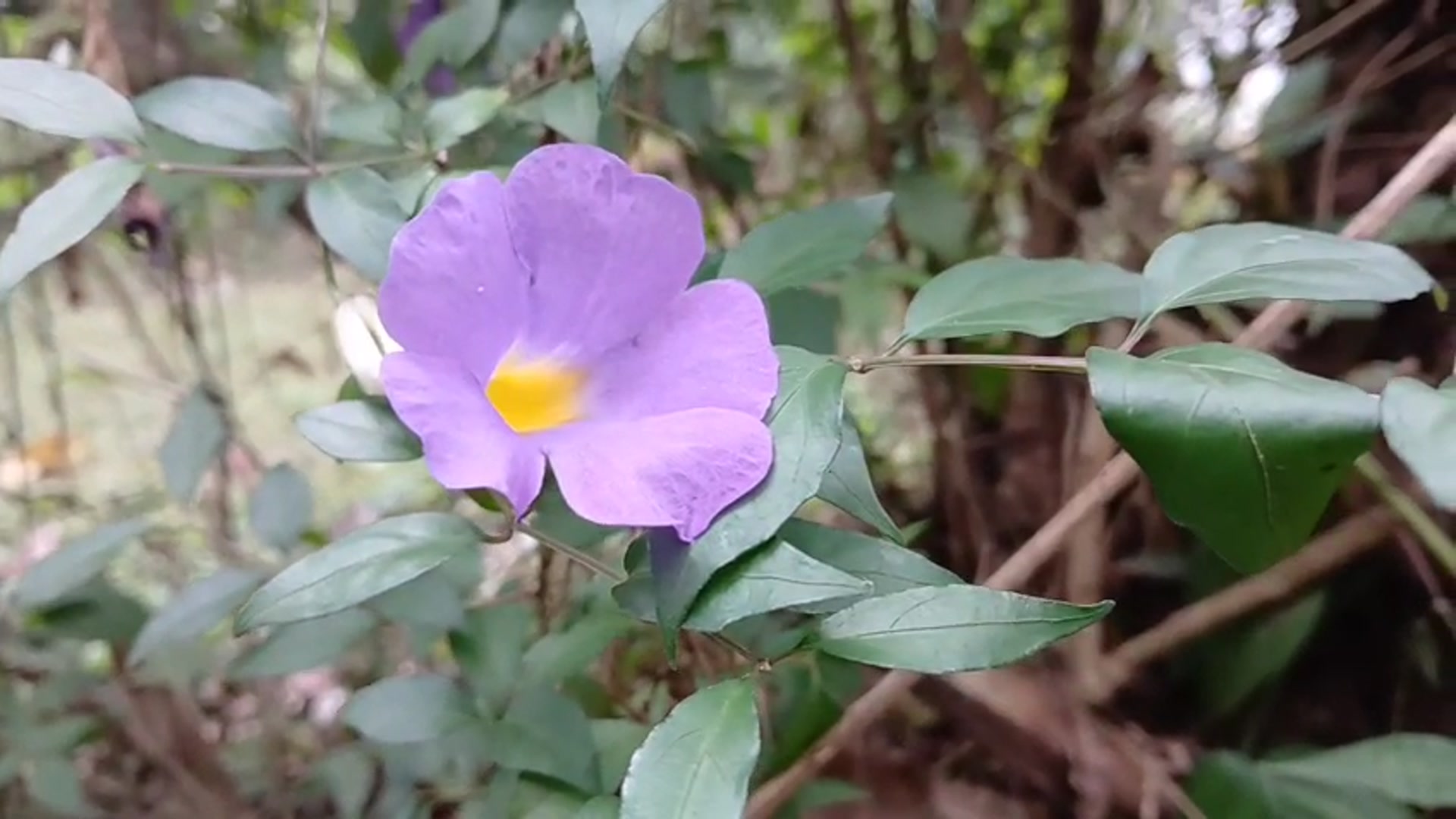Video thumbnail for Clockvine Flowers Swaying in Home & Garden 🌿🌸