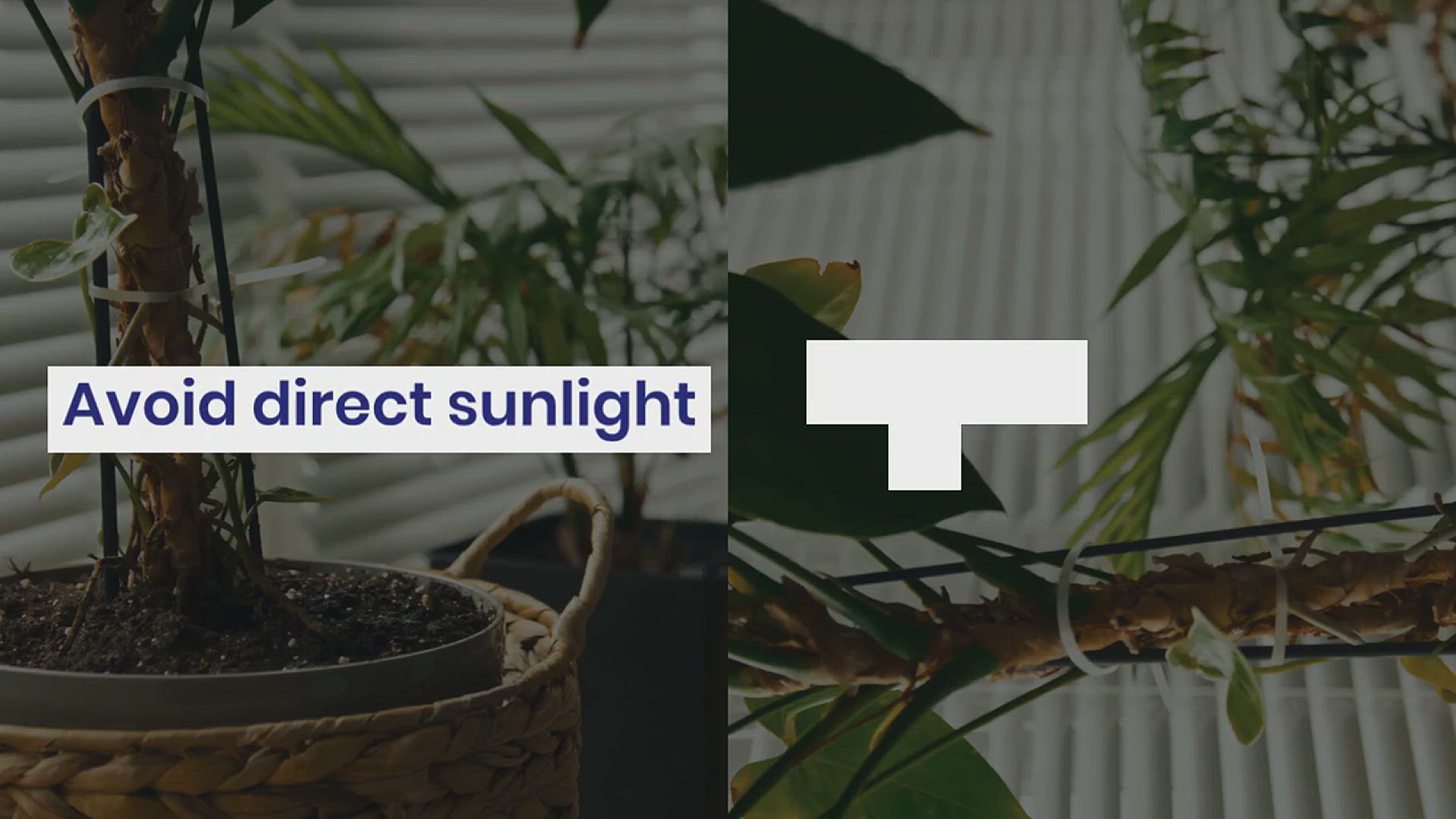 'Video thumbnail for How to Grow a Fiddle Leaf Fig in Your House'