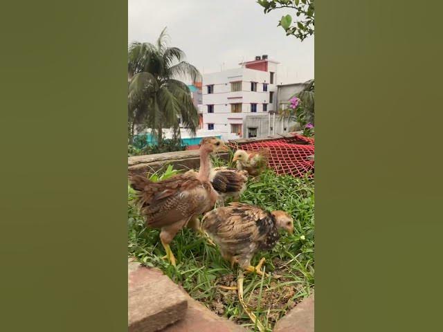Video thumbnail for Cute Baby Chickens Eating Grass 🐥🌿 | Natural Village Life | #shorts