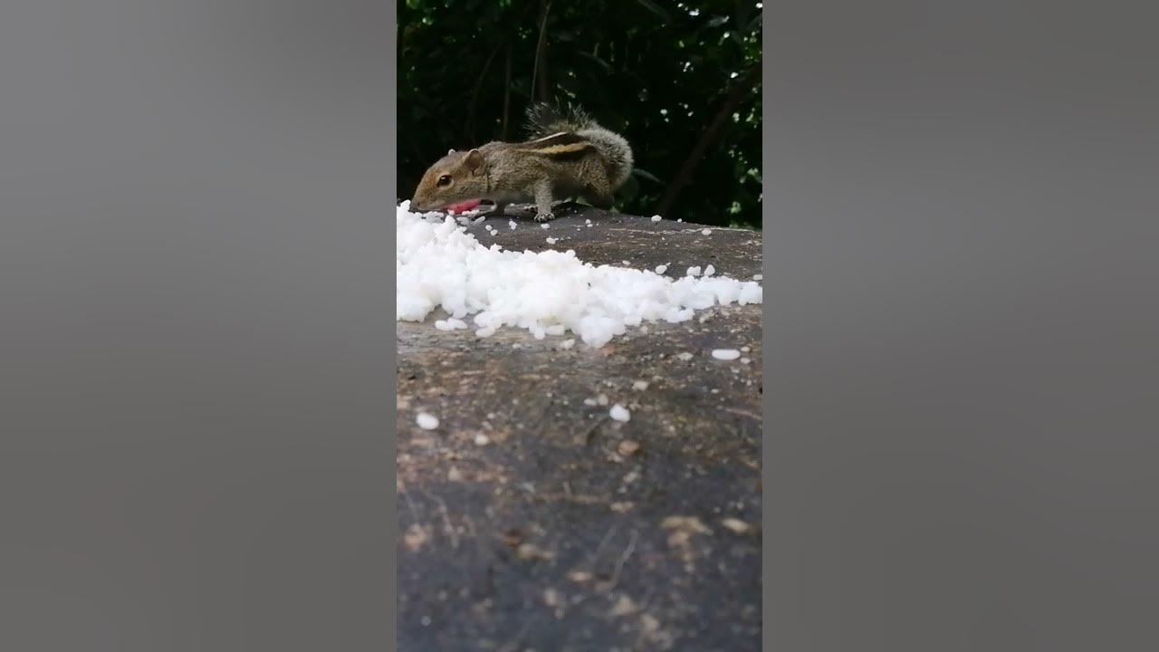 Video thumbnail for Squirrel eating food...