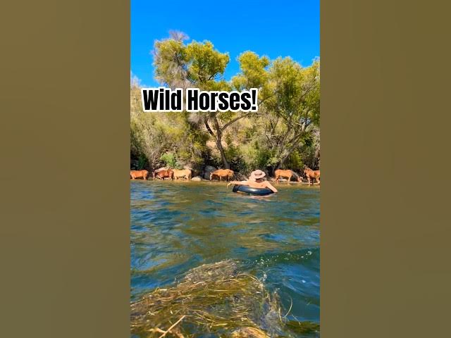 Video thumbnail for River Float with a View 🏞🐎