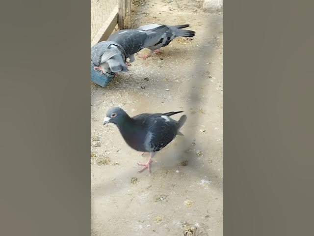 Video thumbnail for #Shorts #balochistan #Pigeons#Kabootar#PigeonLover#RacingPigeons#PigeonVlog