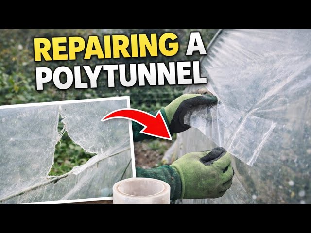 Video thumbnail for 🎥 ✅ 🌿 Repairing a Polytunnel in Winter ❄️ | Essential Allotment Maintenance