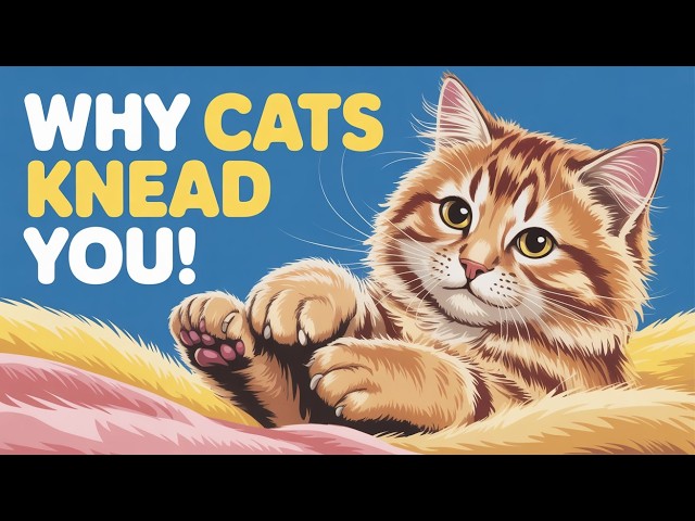 Video thumbnail for Why Does My Cat Knead Me? (Explaining the Cute 'Making Biscuits' Behavior)