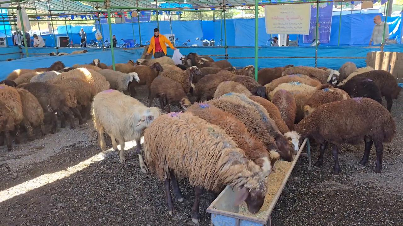 Video thumbnail for Iran: Livestock markets experience heavy activity ahead of Eid al-Adha in Tehran.