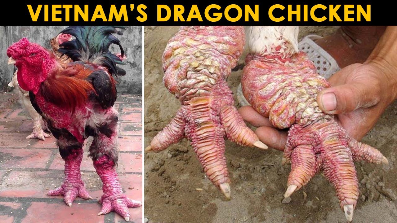 Video thumbnail for 10 Chicken Breeds You Probably Never Heard of