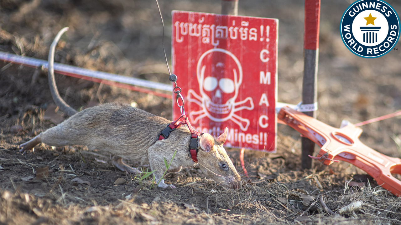 'Video thumbnail for Most landmines detected by a rat'