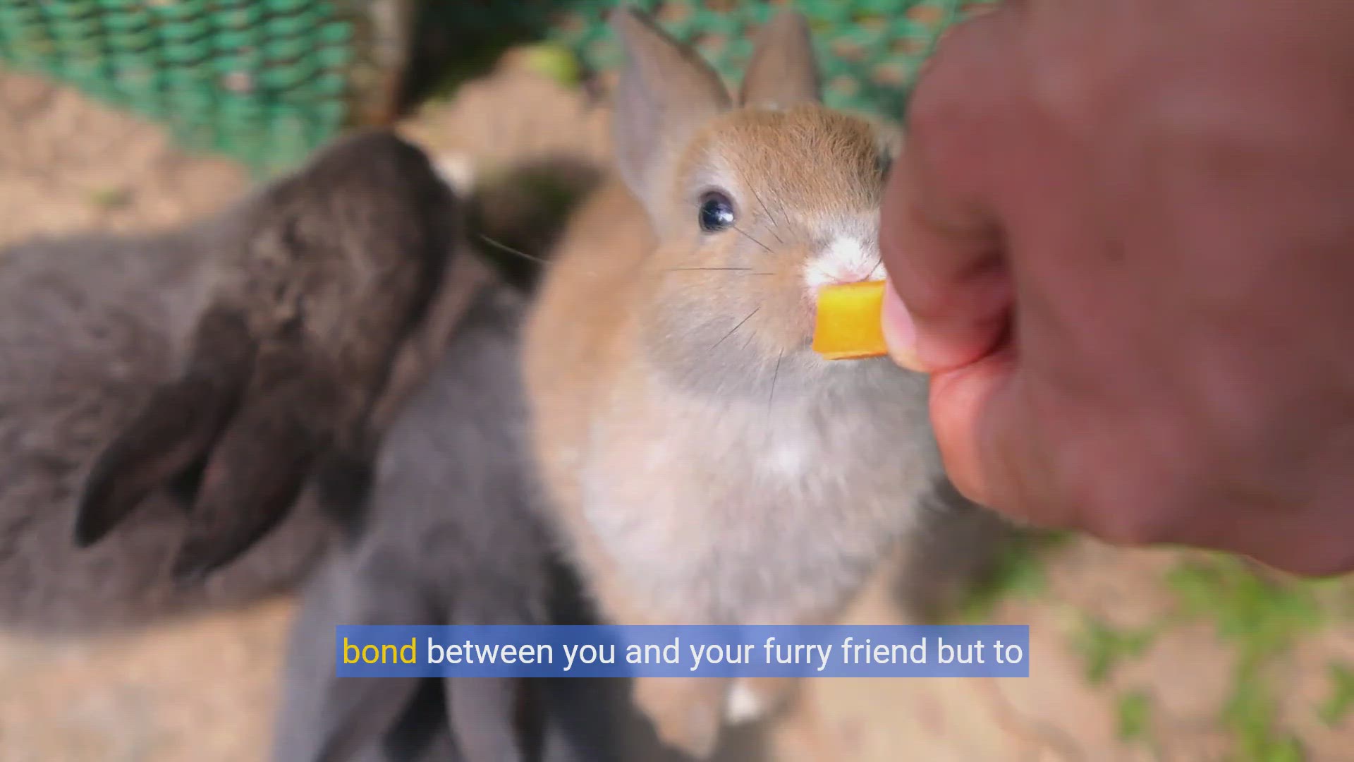 'Video thumbnail for Hop Into Understanding: Decoding Your Rabbit's Behavior'