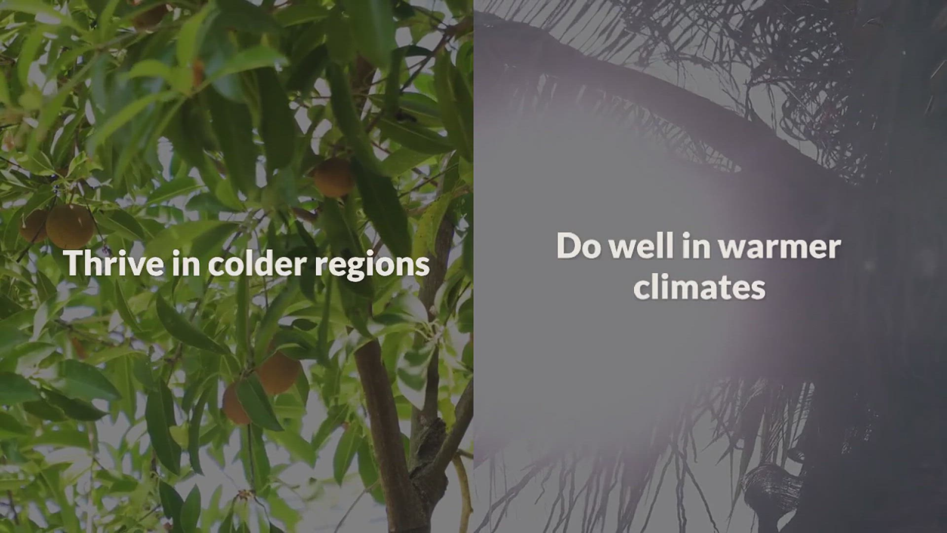 'Video thumbnail for Tips for Growing Avocado in the Garden'
