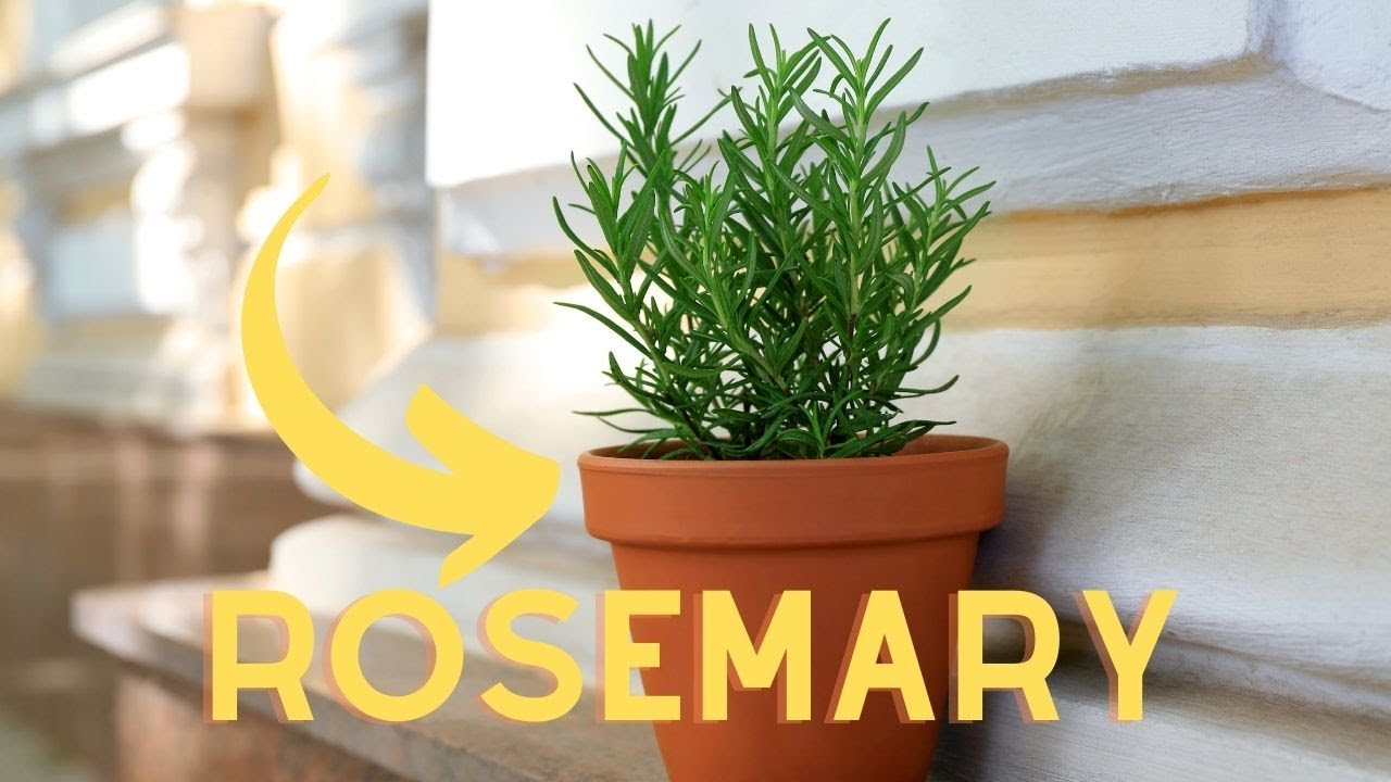 Video thumbnail for Boost Rosemary's Growth in Your Garden with These Companion Plants