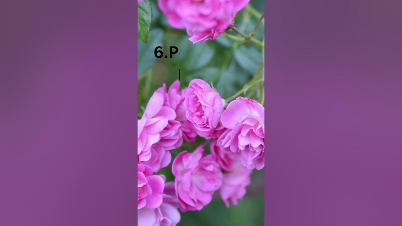 Video thumbnail for Top 15 Roses Varieties