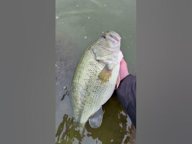 Video thumbnail for BIG ONE 👀 Giant 8-Pound New York Bass Caught and Released! 🔥