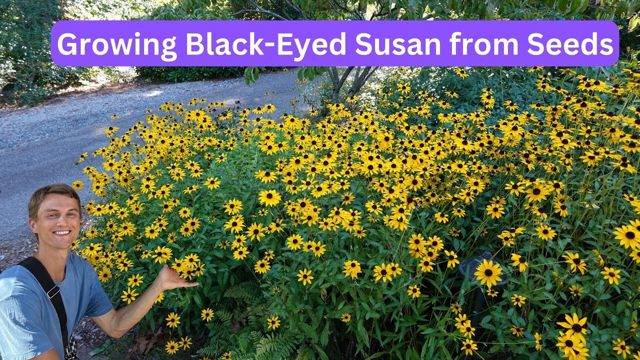 Video thumbnail for Growing BLACK-EYED SUSAN from Seeds - Complete Tutorial - Rudbeckia