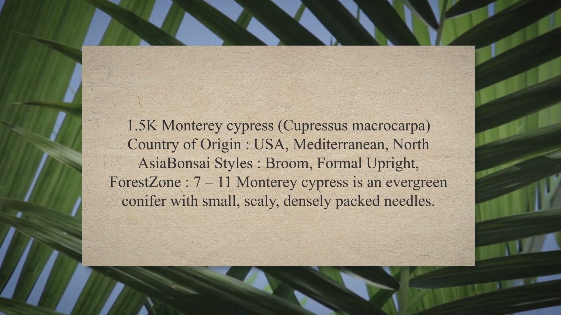 Video thumbnail for Monterey cypress bonsai care