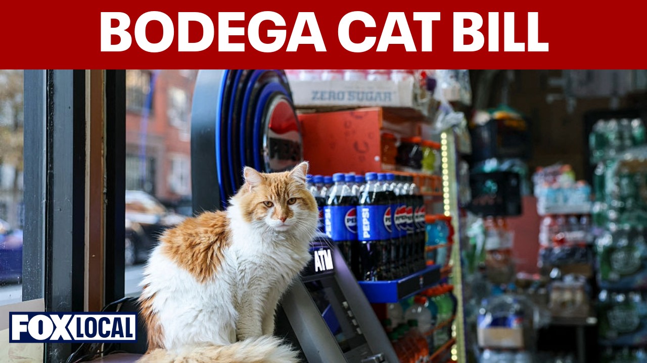 Video thumbnail for New York City council bill aims to legalize bodega cats in stores