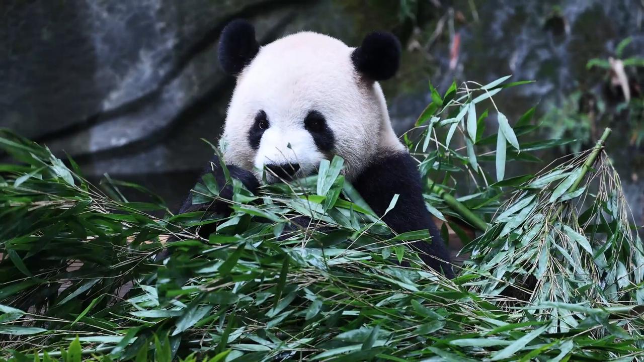 Video thumbnail for China: Chongqing Zoo Giant Panda 3.
