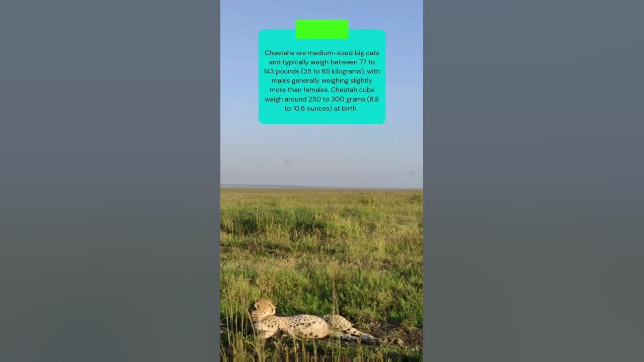 Video thumbnail for This is how much a cheetah weigh | Learn about the incredible world of wildlife #shorts