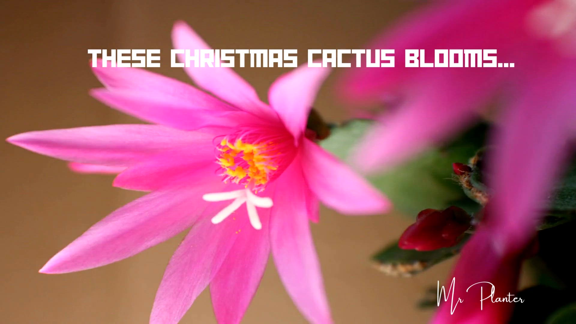 Video thumbnail for Christmas Cactus Blooming Mr Planter