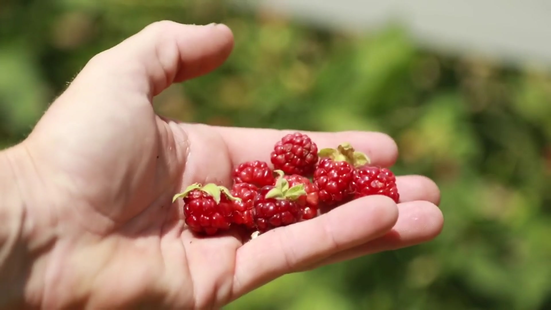'Video thumbnail for Strawberry Cheesecake "Tart"'