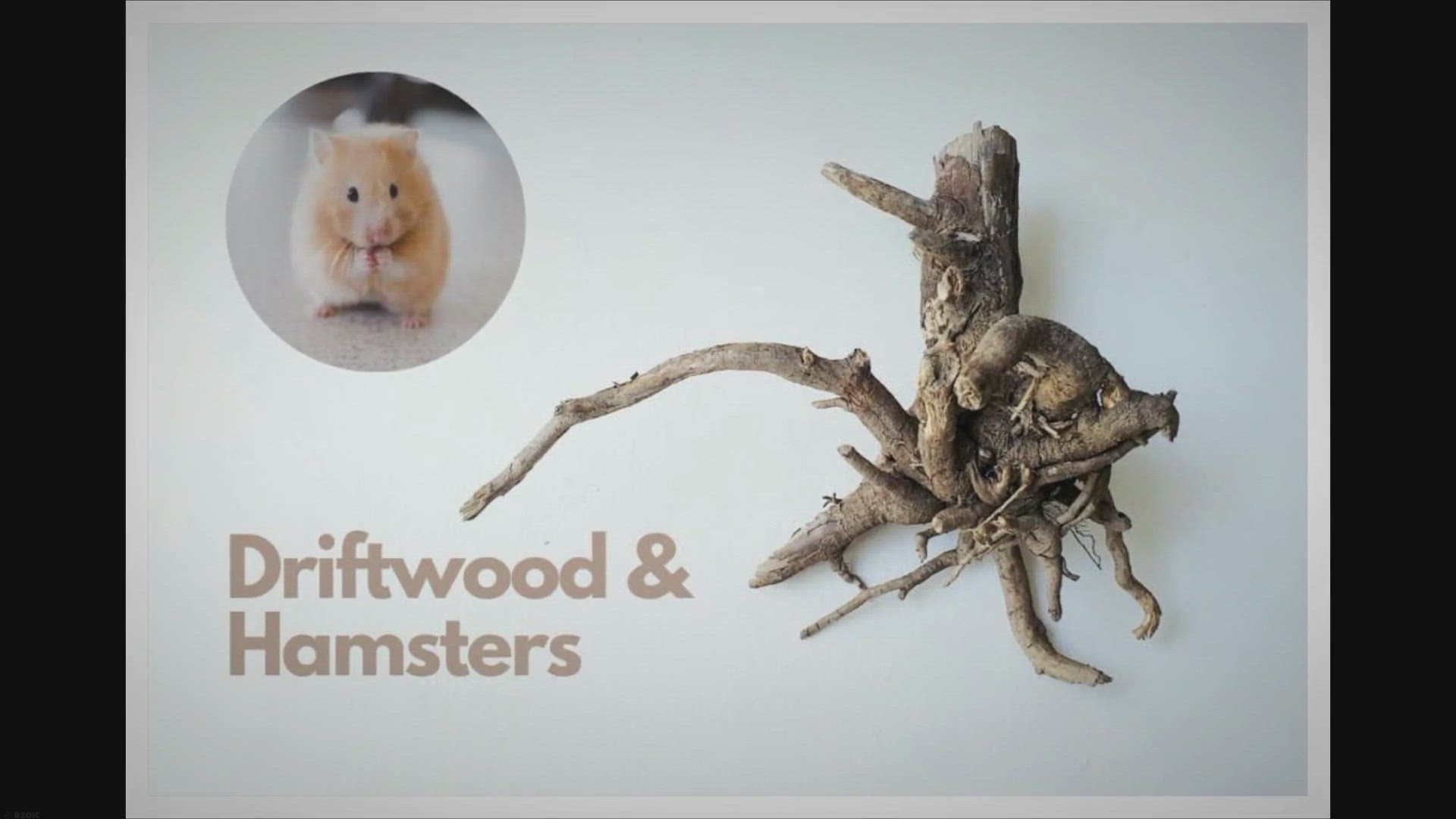 Video thumbnail for Is Driftwood Safe For Hamsters?