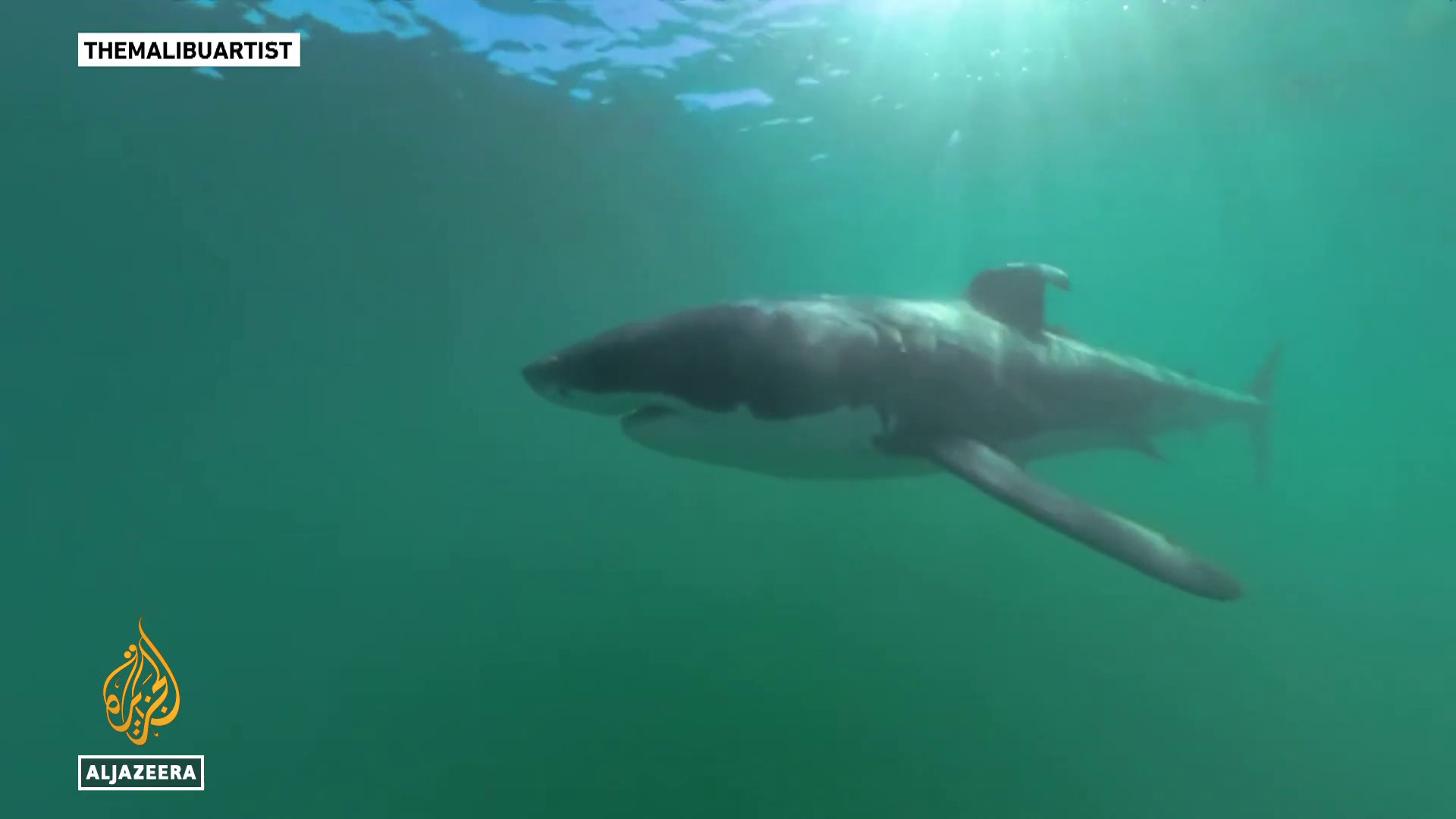 Video thumbnail for Swimming with sharks: Great whites and humans get closer than ever
