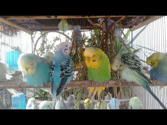 Video thumbnail for Cuteness Overload 💞🐤  Funny Budgie Sounds Full of Love