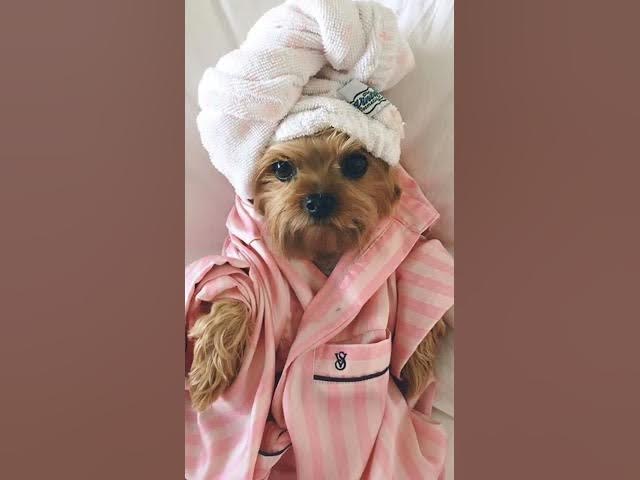 Video thumbnail for 35 imagens de animais cheios de fofura para alegrar seu dia #animaisfofos