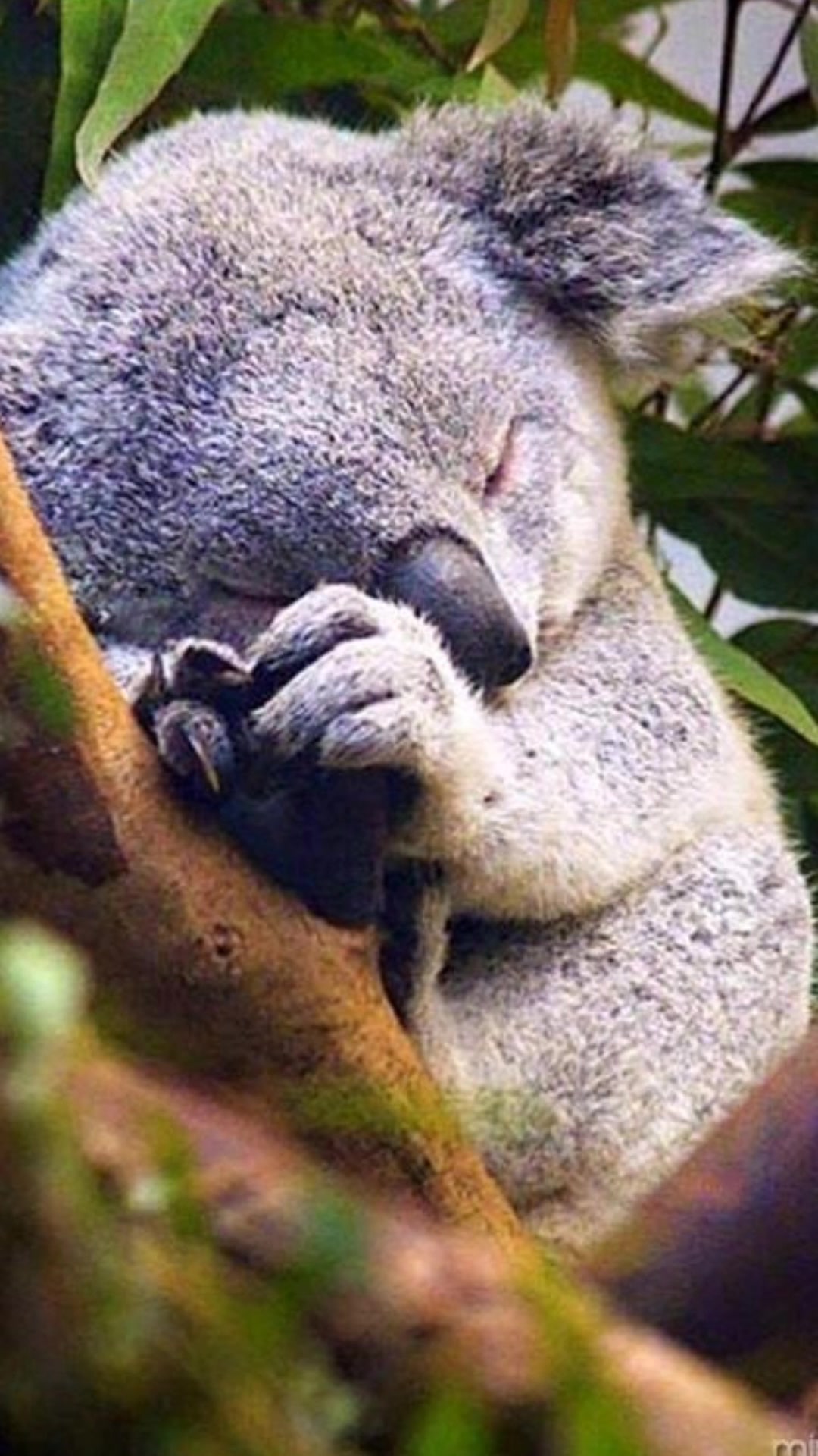 'Video thumbnail for 35 imagens de animais cheios de fofura para alegrar seu dia #animaisfofos'