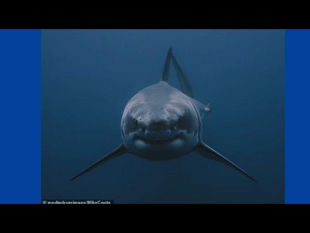 Video thumbnail for Please subscribe i would like to get at least 1 subscriber