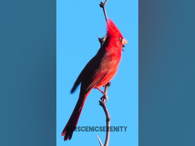 Video thumbnail for Northern cardinal