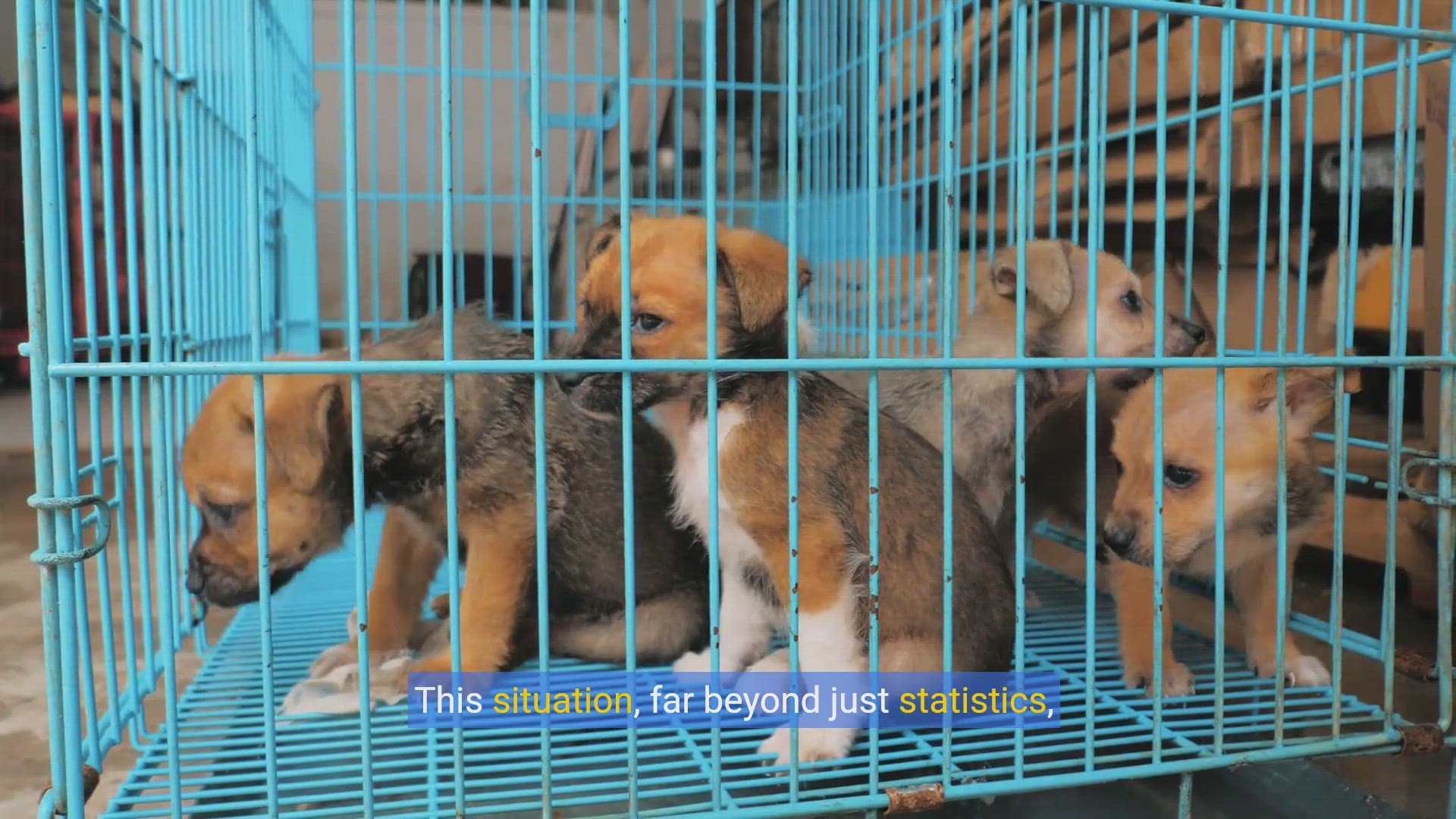 'Video thumbnail for Hearts & Homes: The Joy of Adopting a Rescue Pet'