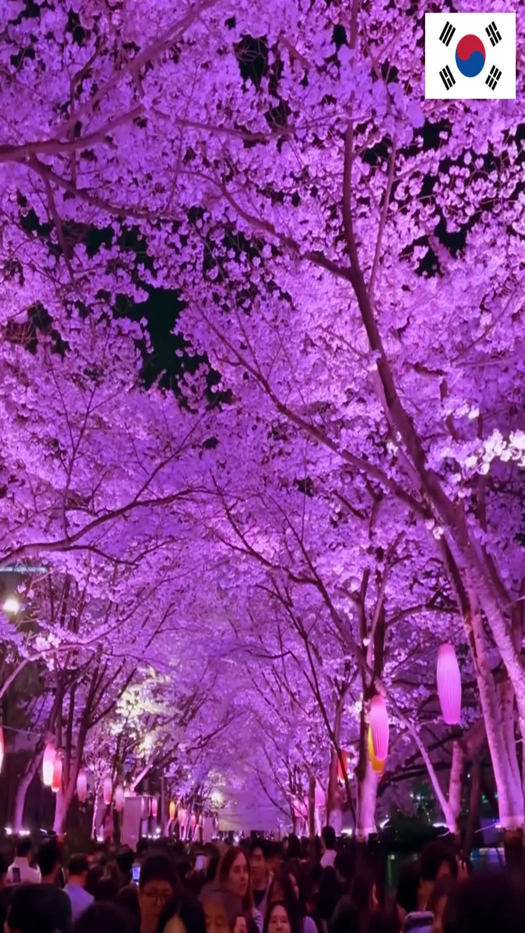 Video thumbnail for 🌸 Seokchon Lake Cherry Blossoms at Night Are Pure Magic