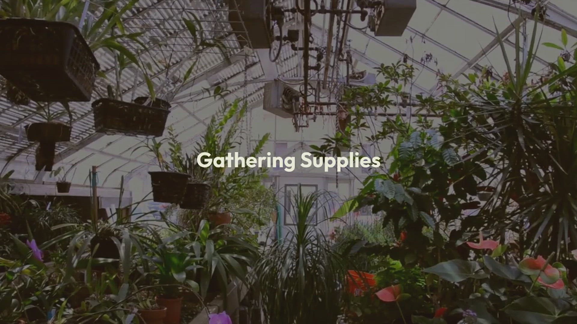 'Video thumbnail for How to Grow Parsley: A Complete Guide'
