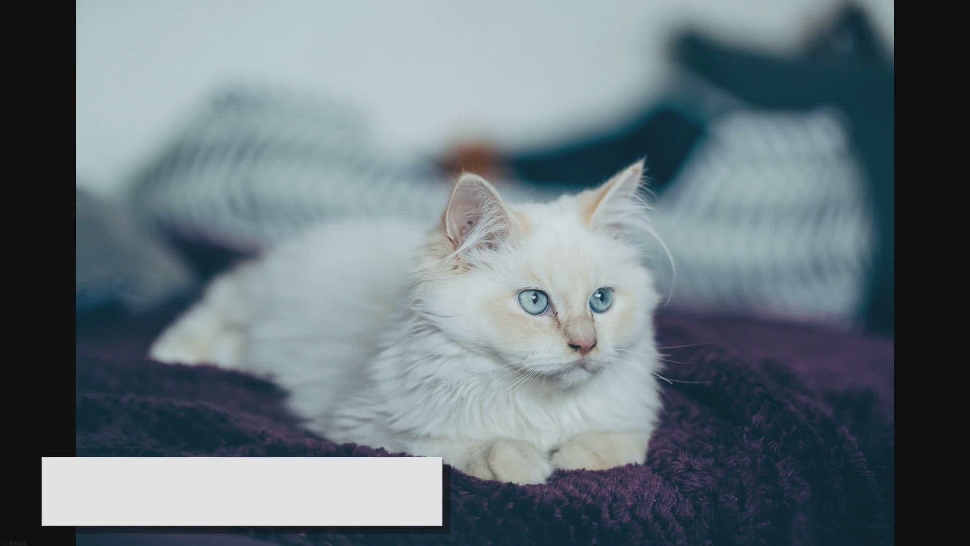 'Video thumbnail for Ragdoll Bath Time: A Complete Guide with Dos & Don'ts'