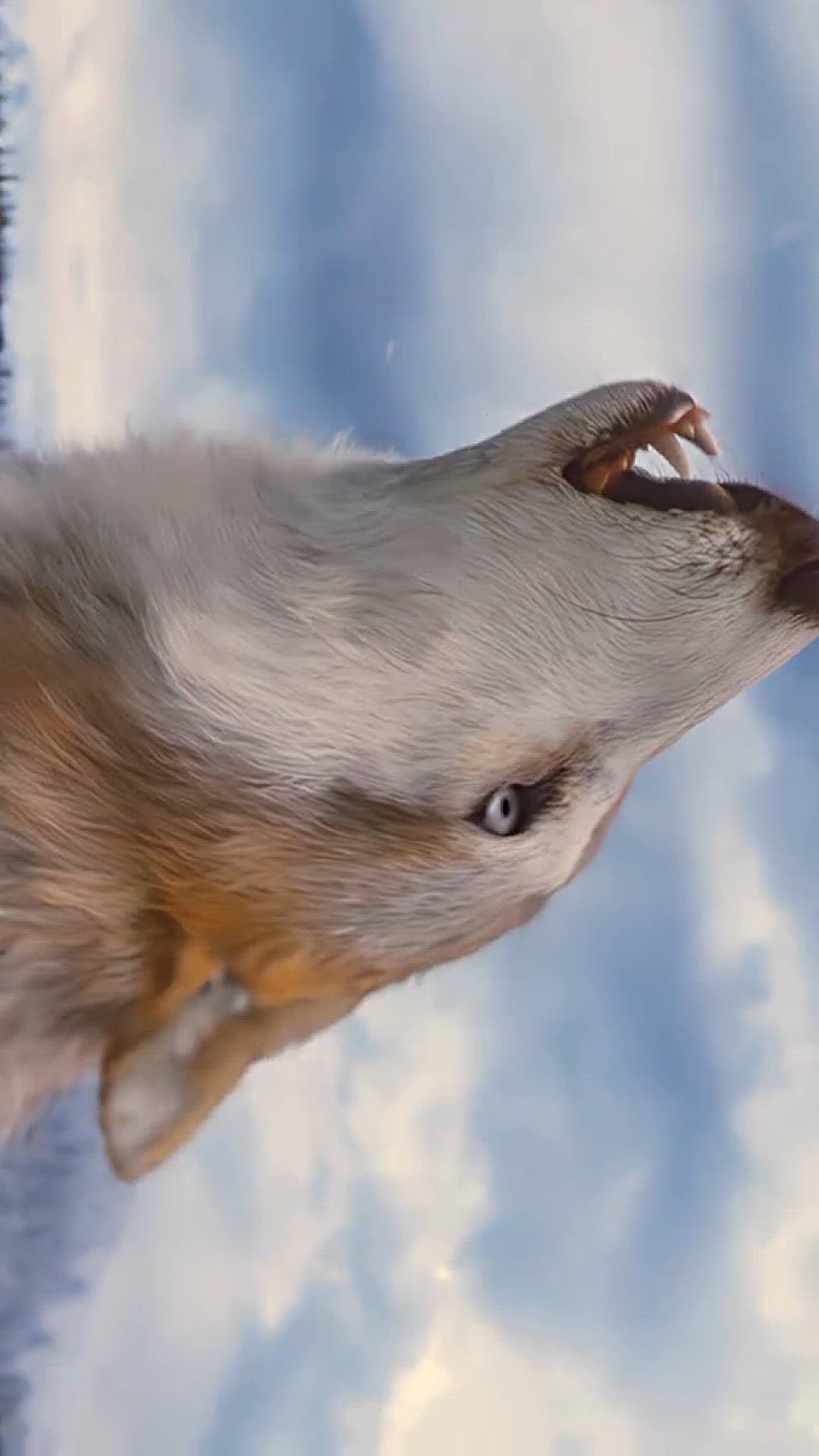 Video thumbnail for The beauty 🙂✅💯🔥