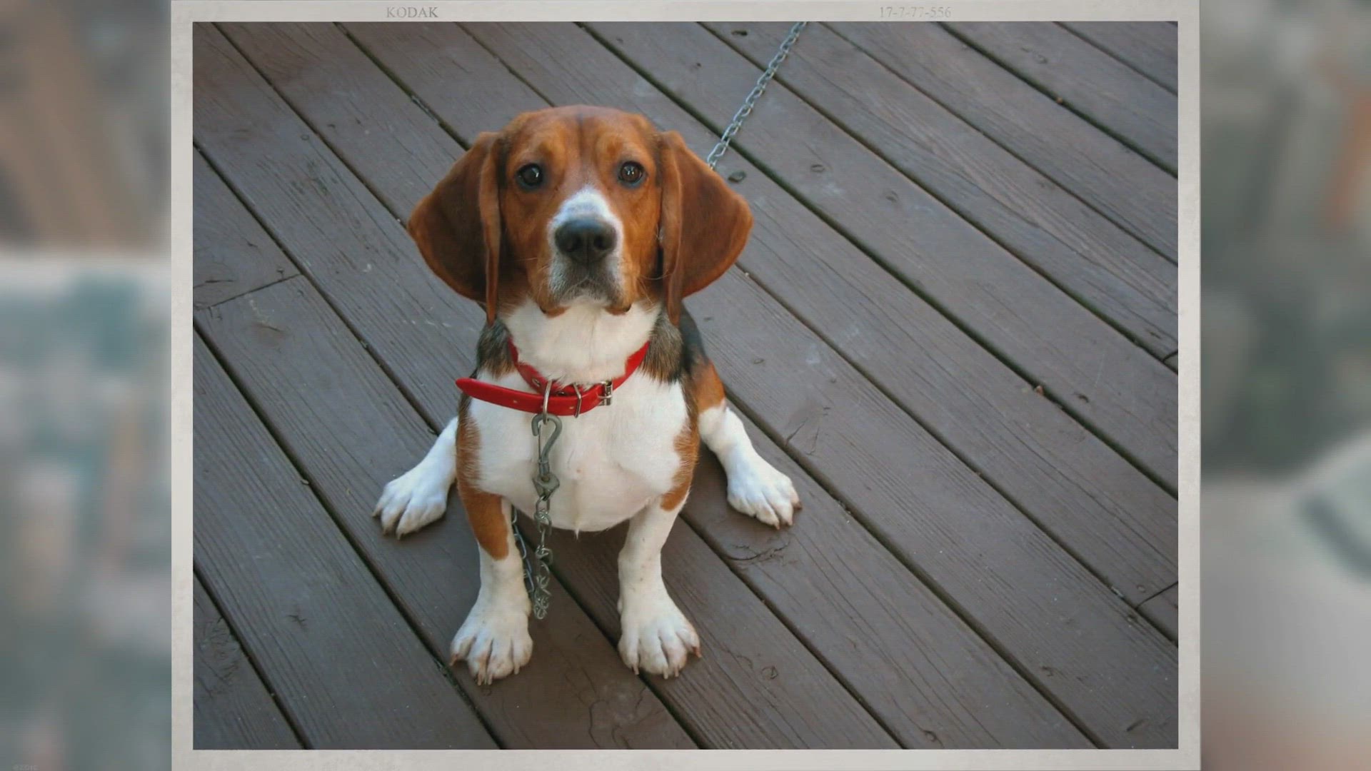 Video thumbnail for Dog Ate Panty Liner: How Worried Should I Be?