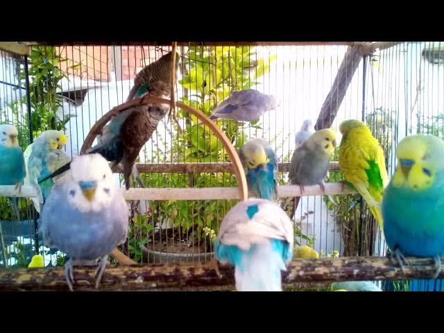 Video thumbnail for あなたのための特別なセキセイインコの音で心をリラックス！瞑想クリップ