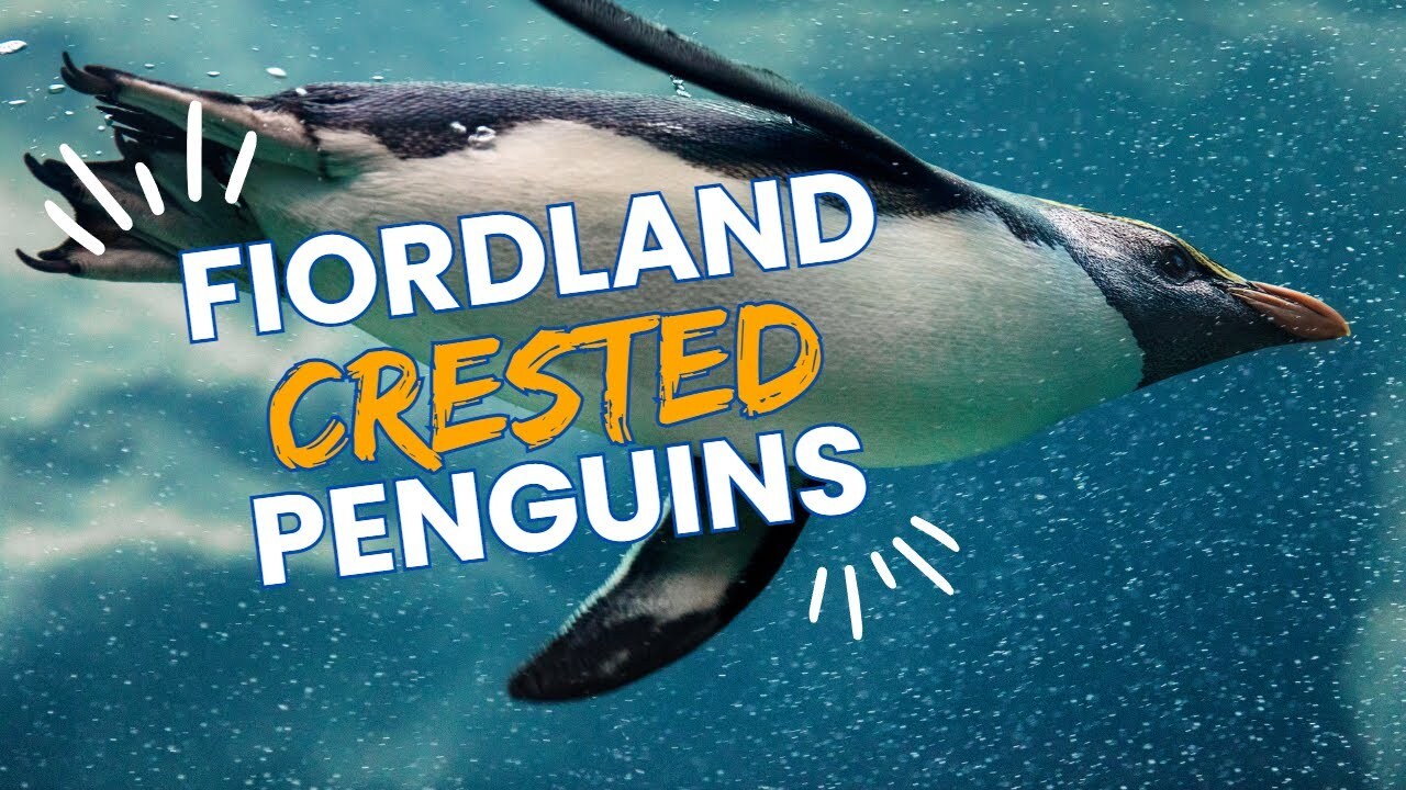 Video thumbnail for Discover the Timid Fjordland Penguin: Fascinating Facts and Ecology